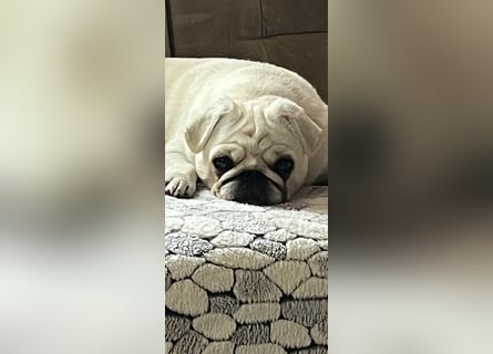 Mops Welpen ( noch 2 Rüde)