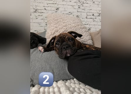 Wundervolle Bulldoggen-Welpen suchen ihr Für-Immer-Zuhause!