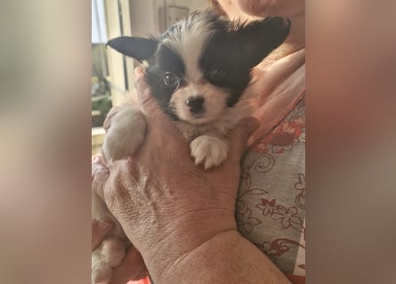 Reinrassige Papillon Welpen – Liebevoll in Familienhand aufgewachsen