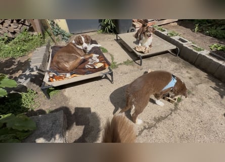 1 kleine Australian Shepherd Hündin( Welpe) braun/redtri (Minimix/Reinrassig)+ Gesundheitszeugnis