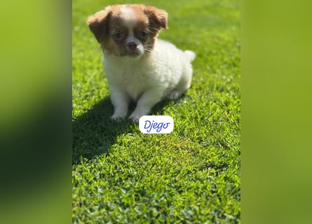 Chihuahua Welpen