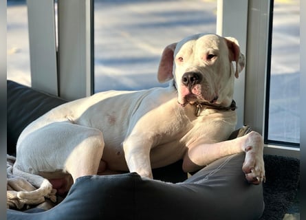 NEUE Welpen sind da.. die reinrassigen Dogo Argentinos mit Ahnenpass