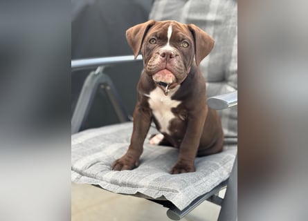OEB mix Bulldoge old english bulldog