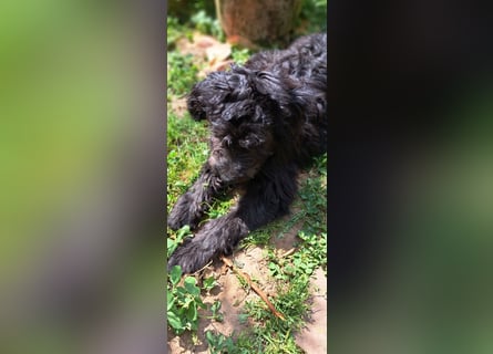 2 putzmuntere Aussiedoodles
