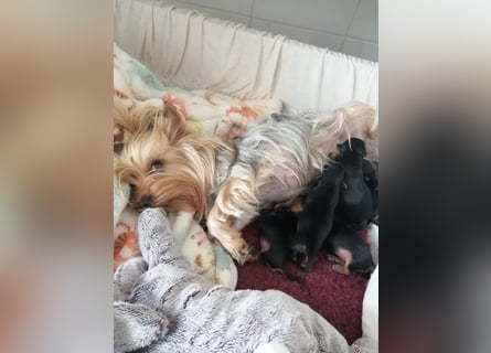 Yorkshire-Terrier Welpen,  reinrassig mit Ahnentafel sofort abgabebereit