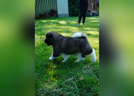 Amerikanische Akita