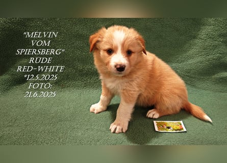 Border Collie-Welpen , black-,choco-,red-white und red-,black-merle