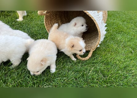 Süße Pomeranian Zwerkspitz Welpen 