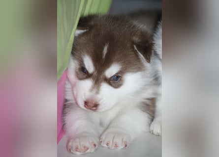 Bright Little Bear Beggin For Trouble