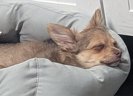 Chihuahua Rüden