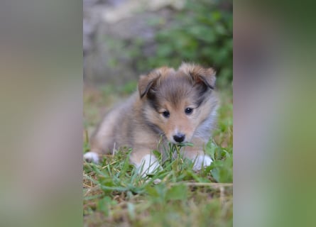 Sheltie Welpen