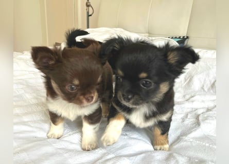 Fröhliche Chihuahua-Hùndin