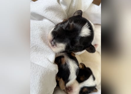 Jack Russell Terrier Welpen mit Papieren