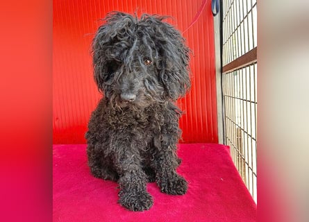 schmusige Puli-Hündin XENA - 2 Jahre, 40cm/12kg 