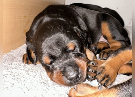 FCI Dobermann Welpe aus Championlinie – Nebula Nero di Angelo