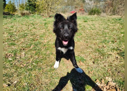 6 Monate alter Jung_ Shollie: Intelligent, Stubenrein, lernbegierig...