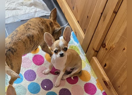 Disney Chihuahuarüde 2-fach geimpft sucht DICH auf Lebenszeit!