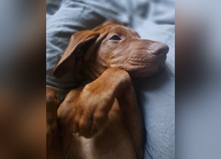 Magyar Vizsla Welpin Alva