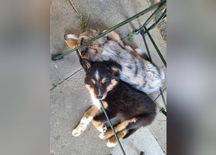 2 bunte Border-Mini-Shepherd Mischlinge an Hundeerfahrene Menschen abzugeben