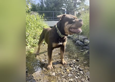OEB mix Bulldoge old english bulldog