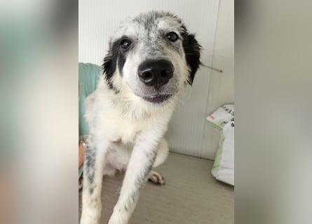 Mila: überfordert im Tierheim