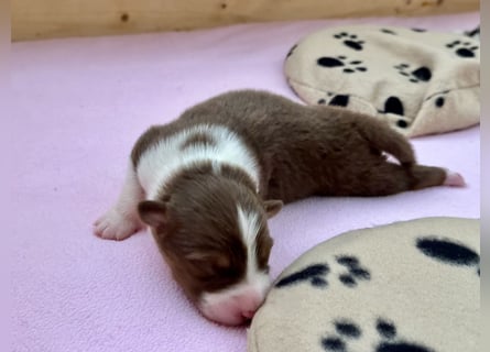 Red Tri Rüde, Australian Shepherd