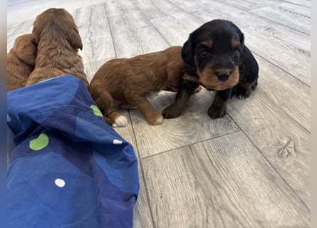 2 Zauberhafte Cockapoo Welpen Rüden  mit Ahnentafel