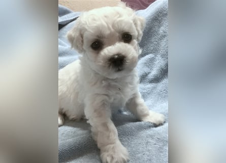 Bichon frise Welpen bildschön - suchen im Juli ein liebes Zuhause