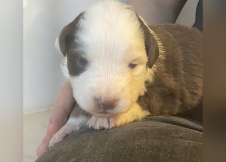Mini American Shepherd / Mini Aussie