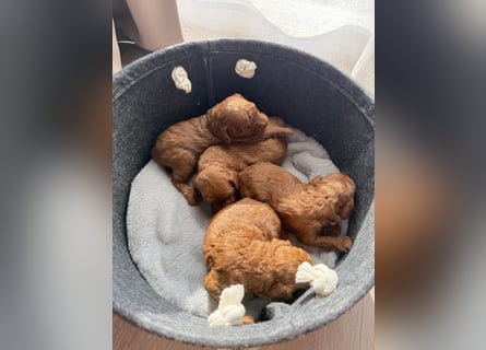 Kleine Toy Pudel rot braun (asiatische Linie)