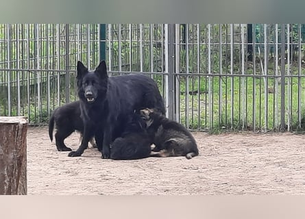 Altdeutsche Schäferhund Welpen
