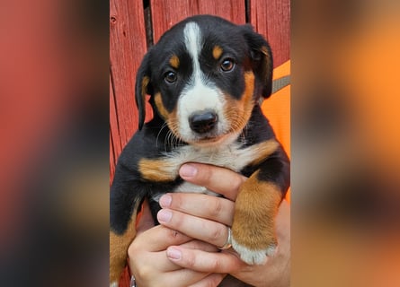 Appenzeller Sennenhunde, Welpen, Tri-Color Schwarz und Havanna Braun, 1 Hündin, ab Ende Mai
