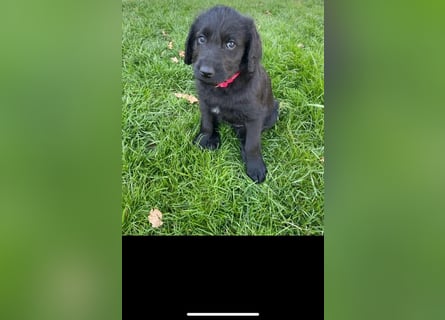 Abgabebereit !!Labradoodle Welpen Silver und Schwarz -Mit Papiere