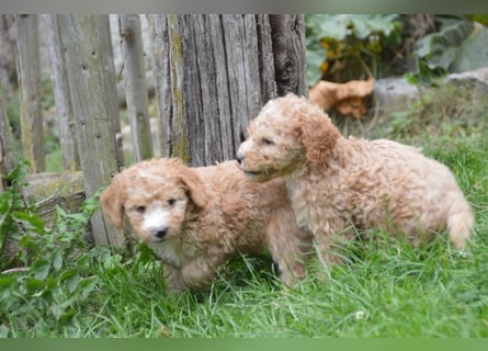 Mini Goldendoodel Welpen F3 - abzugeben ab Ende Oktober