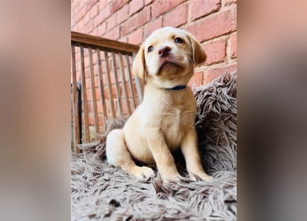 Labrador Welpen gelb braun und schwarz