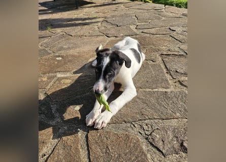 Tuffy wartet in 97499 Traustadt