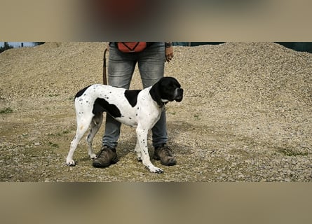 Sangria  - Portugiesischer Pointer, lieb und verträglich