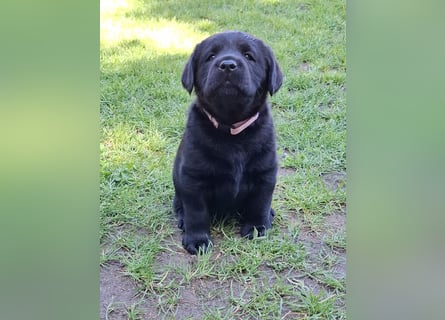 Labrador Welpen mit Ahnentafel