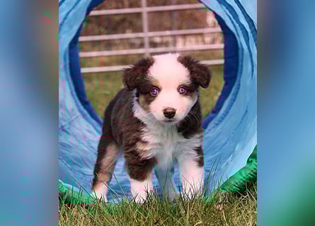 Mini American Shepherd / Mini Aussie