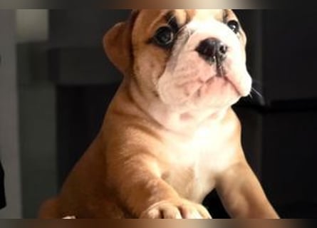 Continental Bulldog Welpen