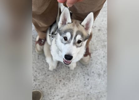 Not just a siberian husky boy - a soulmate on four paws