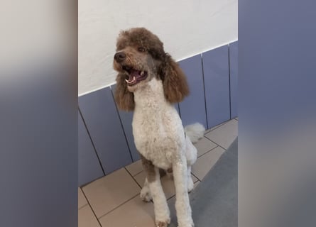 Bezaubernde Königspudel Welpen, Großpudel, Harlekin, Pudel, Videos