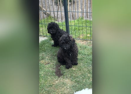 3 Kleinpudelwelpen suchen ein liebevolles Zuhause