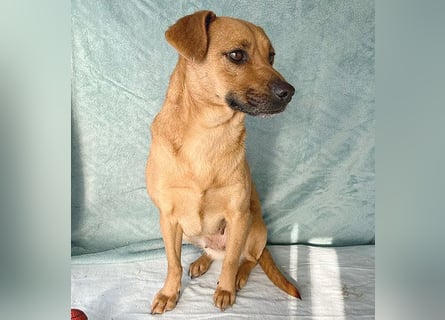(R) ❤️ liebenswerte MONA - 2 Jahre, 40cm/12kg - Mischling Typ Pinscher