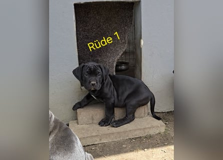 Presa Canario x Cane Corso 