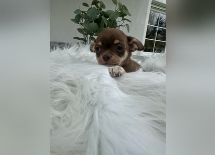 Chihuahua Welpen