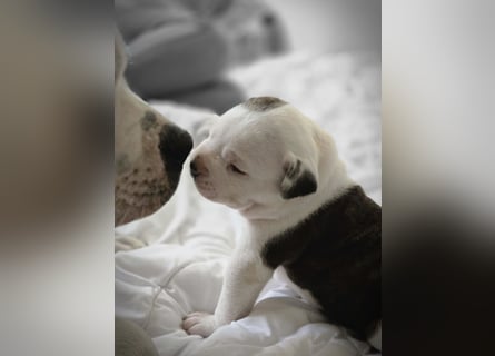 American Bulldog Welpen aus Hybrid/Standard Verpaarung ab Mitte Juni abzugeben, www.cocodin-bulls.de