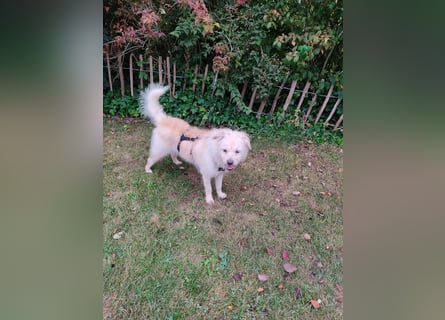 Samy,  Podengo-Mix, lieb und sozial