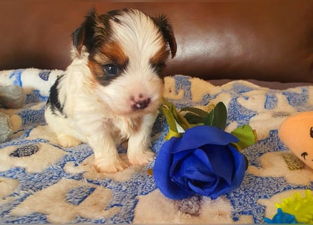 Biewer Yorkshire Terrier a la PomPon reinrassig / selten