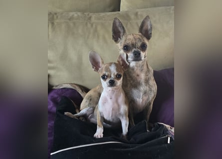 Disney Chihuahuarüde 2-fach geimpft sucht DICH auf Lebenszeit!